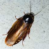 Natural Cockroach Control Australia Images