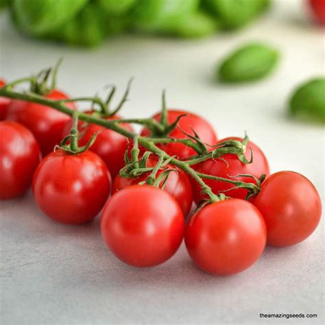 Heirloom Large Red Cherry Tomato Seeds The Amazing Seeds