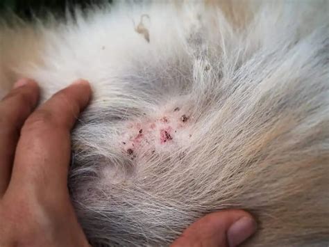What Do Flea Bites Look Like On Dog