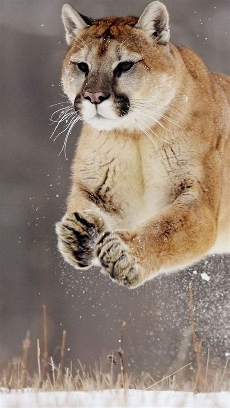 Puma Jump Snow Big Cats Animals Wild Animals