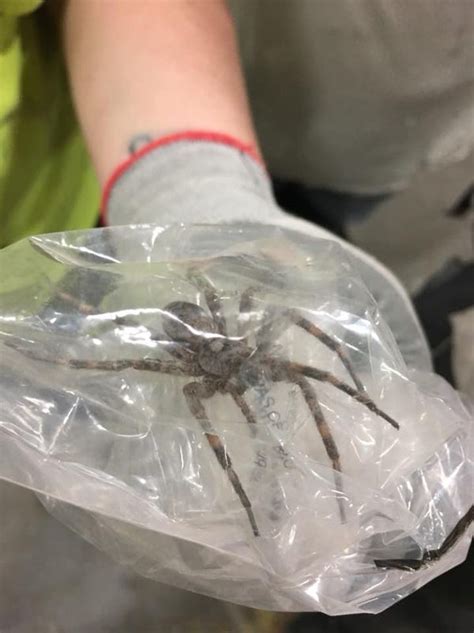 Scary Michigan Spiders Brown Recluse 4 Others To Watch For