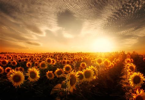 Sunflowers Sunset Garden Wallpapers Hd Desktop And