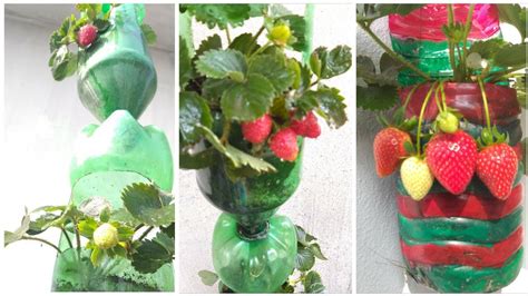 Strawberry Plant In Plastic Bottleshow To Grow Strawberrywow Amazing