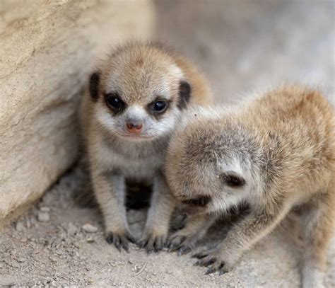 Spring Has Sprung With A Litter Of Meerkat Pups Born At Adelaide Zoo