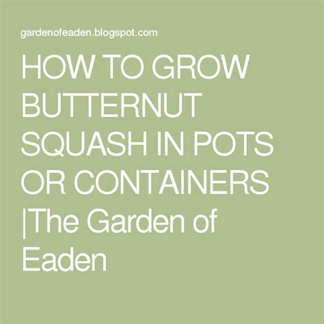 How To Grow Butternut Squash In Pots Or Containers Growing Butternut