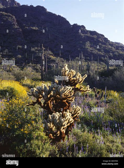 Arizona Brittlebush In Bloom Among The Saguaro And Cholla Cactus