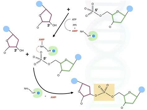 What Is Dna Ligase And How T4 Dna Ligase Works