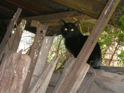 Black Cat In A Log Shed One Of Many Feral Farm Cats In T Flickr