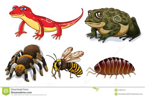 small animals stock vector image