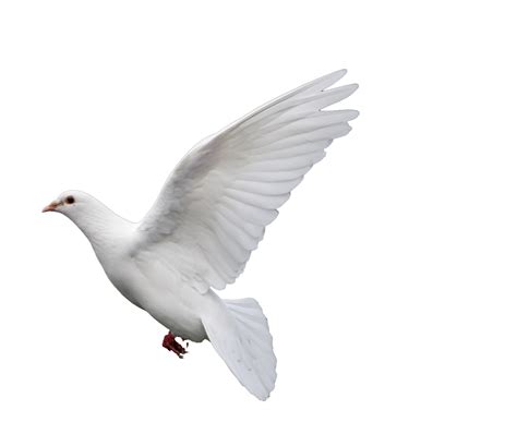 Free Dove Png Transparent Background Download Free Do