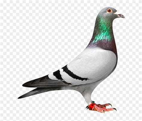 Pigeon Clip Art 10 Free Cliparts Download Images On Clipground 2024