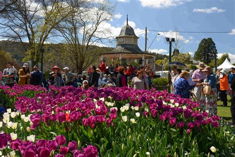 Traveller Travel News And Stories Record Southern Highlands Tulip