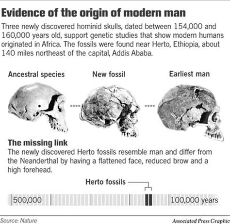 Fossils Of 160000 Year Old Skulls Fill Gap In Human Evolution Record
