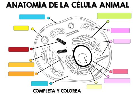 Imagenes Para Colorear Celula Animal Páginas Imprimibles