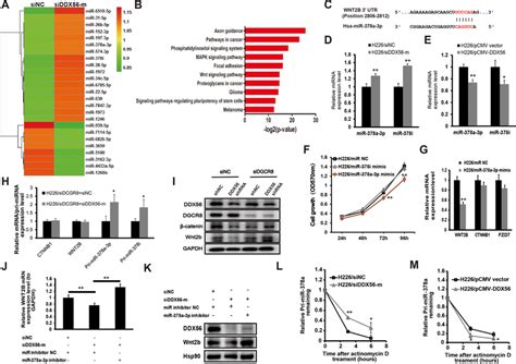 mir 378a 3p as a downstream effector of ddx56 involved in regulation of download scientific