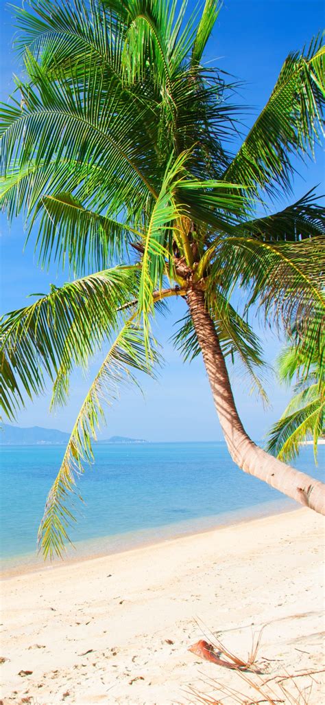 Beach Palm Trees Sea Tropical Summer 1125x2436 Iphone 11 Proxsx Wallpaper Background