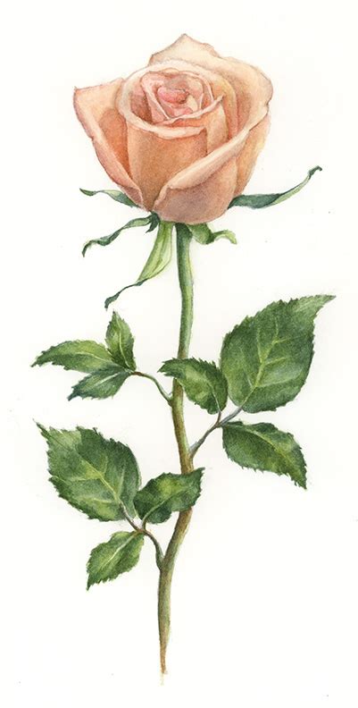 Rose Botanical On Behance