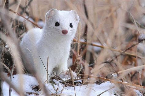Cute Snow Weasel Aww