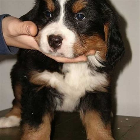 Bernese Mountain Dog Breed Facts And Information