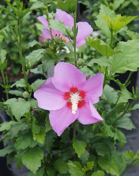 Landscape Basics 12 Inch Rose Of Sharon Tree The Home Depot Canada