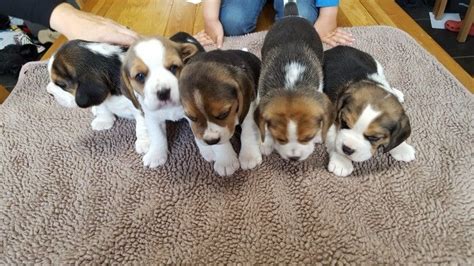I have created a new website and will be using that for 2020. Beagle Puppies For Sale | Des Moines, IA #164281 | Petzlover