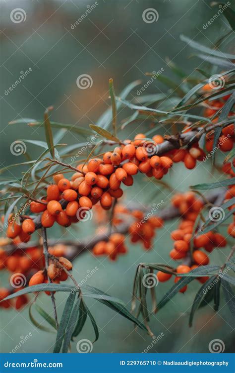Orange Berries On A Tree Stock Photo Image Of Shrub 229765710
