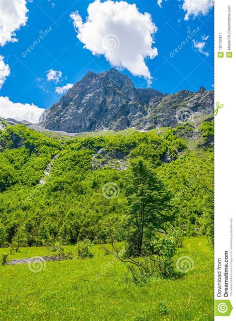 Scenic Forest And Meadows Among The Snow Capped Mountains Stock Image
