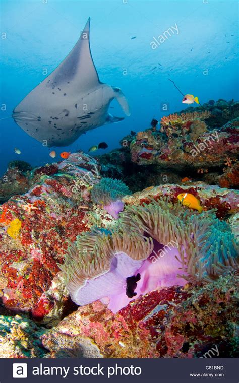 Manta Rays In Maldives Underwater Sea Life Coral Reef