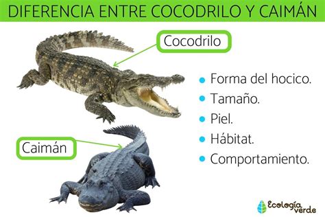 Diferencia Entre Cocodrilo Y CaimÁn Características Y Fotos
