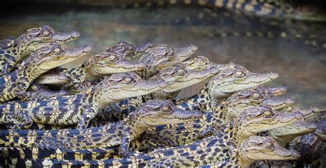 Baby Crocodiles Hybrid Crocodile Stock Image Image Of Nile Mouth