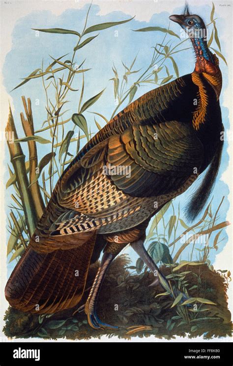 audubon wild turkey ngreat american cock or wild turkey meleagris gallopavo lithograph