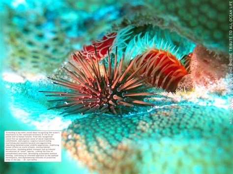 Marine Biology Wallpapers Top Free Marine Biology Backgrounds