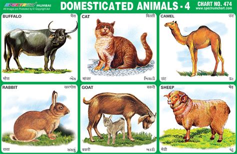 Spectrum Educational Charts Chart 474 Domesticated Animals 4