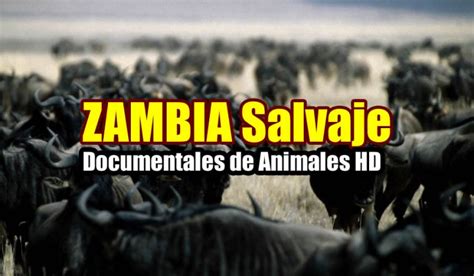 Documentales De Animales Zambia Salvaje