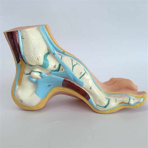 Medical Anatomy Human Foot Normal Foot Flat And Arched Foot Anatomy