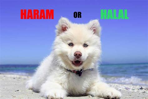 The majority of the scholars agree that smoking is haram, and all forms of tobacco are haram. Are Dogs as Pets Considered Haram According to Quran?