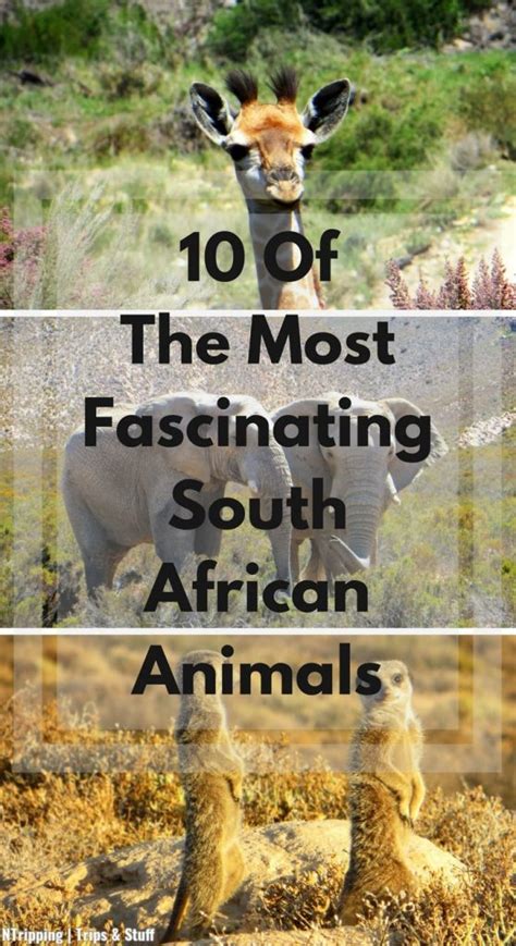 10 Of The Most Fascinating South African Animals To Encounter Ntripping