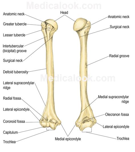 Long bone labeled illustrations & vectors. Brachium - Human Anatomy Organs | Anatomy bones, Human ...