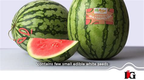 Ig Melon Harvests Seedless Watermelon Variety The Hindu Businessline