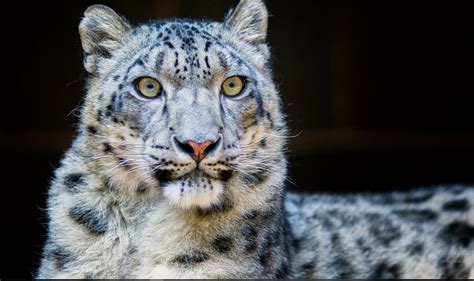 Después De 45 Años El Leopardo De Las Nieves Dejó De Estar En Peligro