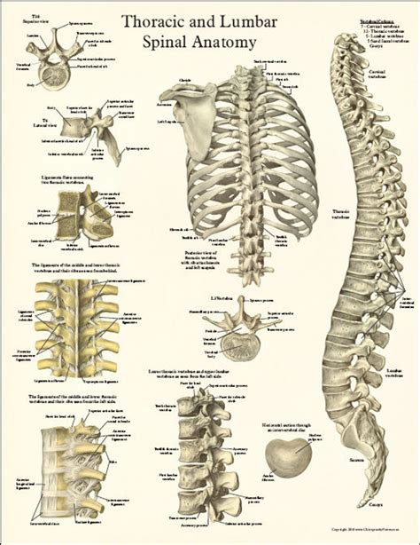 Anatomy Of The Spine Poster Laminated Spinal Anatomical Chart 18 X 27