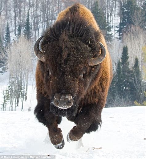Bison Decides To Assert Its Dominance And Hurtle Towards Photographer