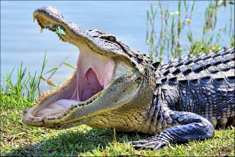 Wallpaper Crocodilia Reptile American Alligator Nile Crocodile