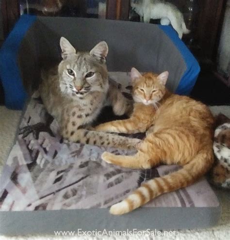 Male straight foot….$1,200.00 female straight foot….$1,200.00 poly kittens. Bobcats For Sale