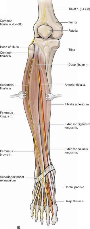Posterior Tibial Nerve Anatomy