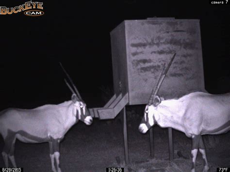 Dama Gazelle Hunting 18000 Acres In Texas 60 Species Ox Ranch