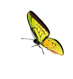 Гифки Красивые Бабочки 120 анимированных  картинок