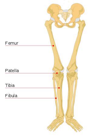 The upper leg bone is connected to the lower leg bones at the knee by a hinge joint. Leg bone - Wikipedia