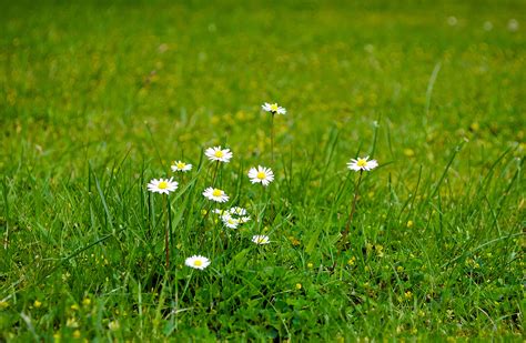 Flowers On The Grass Free Stock Photo Public Domain Pictures