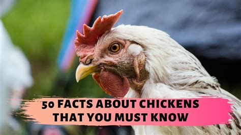 50 Facts About Chickens That You Must Know Amazing Facts About Chickens Youtube